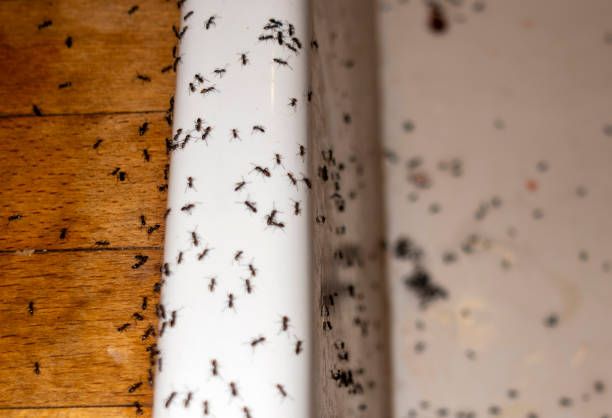 Best Best Pest Control Companies  in Twinsburg Heights, OH