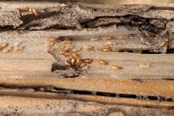 Best Flea Control Services  in Twinsburg Heights, OH